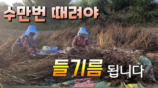 수만번 때려야 들기름이 완성된다 시골 할머니 자식들 주려고
