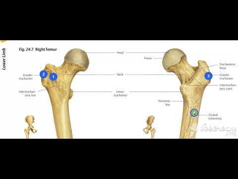 Vastus Lateralis muscle 2