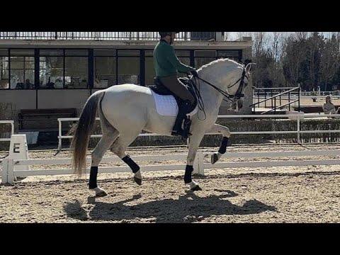 **SOLD** Spanish horse for Sale | GP Schoolmaster Andalusian PRE Stallion 2009 (#MP552)