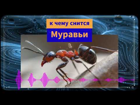 К чему снятся муравьи - муравей во сне  - видеть во сне муравьи