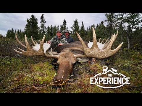 How big is a full grown male moose?