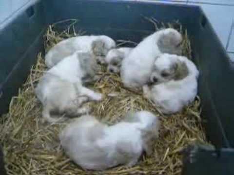 download lagu mp3 mp4 Elevage Cocker Americain, download lagu Elevage Cocker Americain gratis, unduh video klip Elevage Cocker Americain