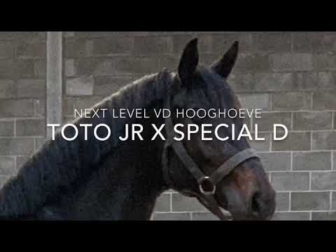 Toto jr x special d 2y stallion