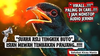 Download lagu Suara Asli Tengkek Buto Jernih   Gemricik Air | Pancingan & Mastering Juara Gantangan mp3