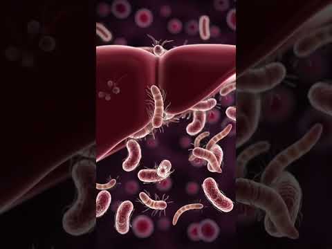 Bacteria and Worms in Liver & Stomach | 3D Animation of Infection Process