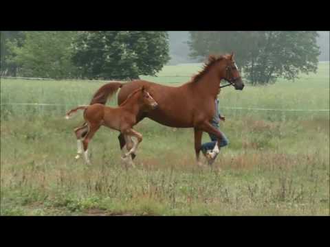 Hengstfohlen *2016 von Borsalino - Donnerball