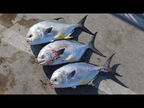download lagu mp3 mp4 Grilled Permit Recipes, download lagu Grilled Permit Recipes gratis, unduh video klip Grilled Permit Recipes
