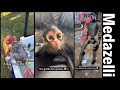 Medazelli TikTok Compilation Part 1
