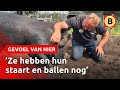 Dit zijn de sterrenvarkens van Hennie | Omroep Brabant