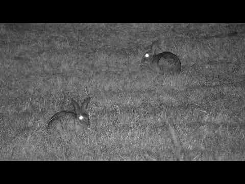 Djuma: Two Scrub Hares feeding - 01:57 - 07/26/21