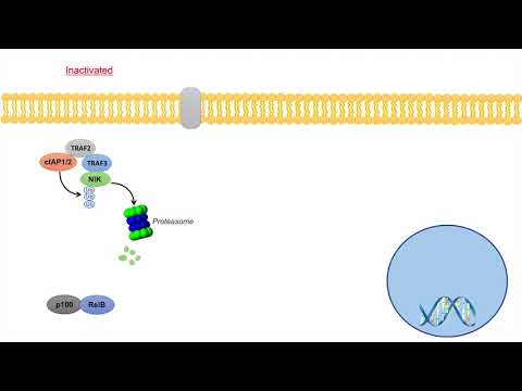 Overview of Glycolysis Basics for Beginners Biochemistry Lesson