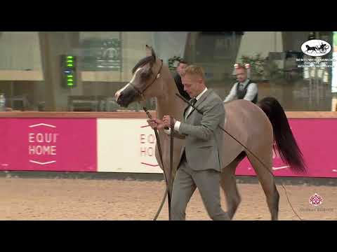 N 40 BAREZAH ATHBAH   Sentower Diamond Trophy 2021   International Show   Yearling Fillies Class 1