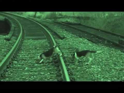 Skyview's Jennie & 8 Month Old Platinum/BluePrint Pups Rabbit Hunting