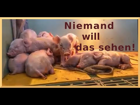 Brutale Tierausbeutung! Niemand will die Bilder sehen. Man will mich canceln.