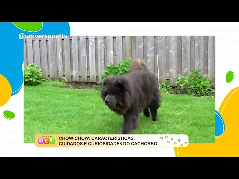 Chow-Chow: Características, cuidados e curiosidades do cachorro 23 01 2023