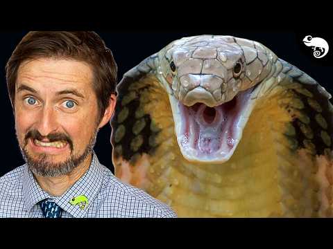 Clint's Reptiles preview