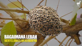 Download lagu Lebah: Dunia yang Bergantung pada Sayap Mungil mp3