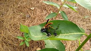 The wasps eating monarch caterpillars in my yard are also  saving my trees!