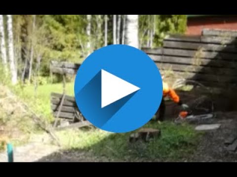 Apu Jyki - pihakoivun kaato.