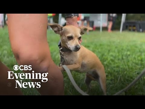 The rescue dog that runs ultramarathons