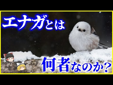 エラチスタ・ルフォシネレア