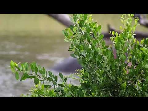 Djuma: Hippo mating with mother of young calf? - 06:59 - 01/29/21