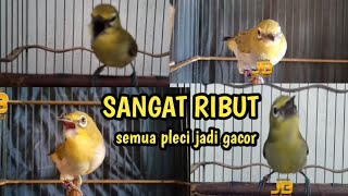 Download lagu pancingan pleci ribut peci lain terpancing ribut gacor mp3 Download lagu pancingan pleci ribut peci lain terpancing ribut gacor mp3