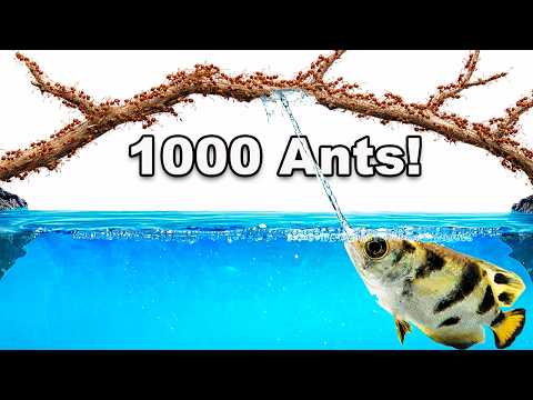 1,000 Ants Vs. Archer Fish!