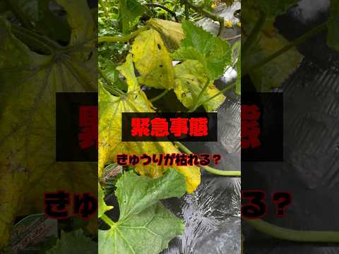 無土栽培エアロポニックス最高のシステム