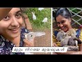 ഇരുപത് മുയലിനെ തുറന്നു വിട്ടു Bunny Garden At Ho