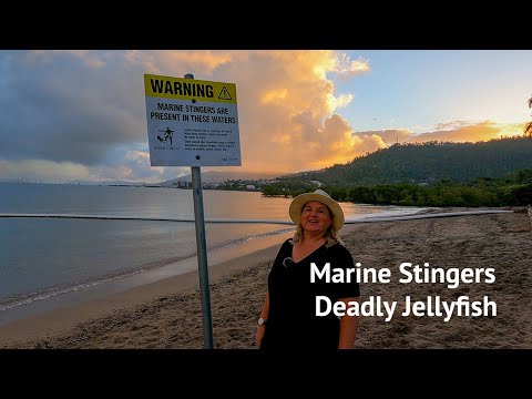 Deadly Jellyfish or marine stingers in the Whitsundays