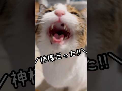 今日のおしゃべり小町。今流行りのやつをやってみた。