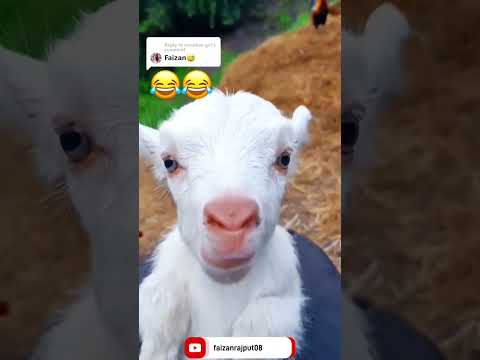 Faizan Name Status #FaizanName #FunnyVideo #ComedyVideo Faizan K Naam Funny Goat Video #trendingforu