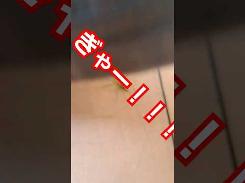 園芸 アルギロネテ、潜水蜘蛛