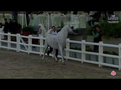 N.295 AJA JUSTAFIRE - 10th Kuwait International Championship 2023 - Stallions 11+ Years Old (Cla...