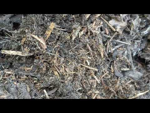 Termites Discovered in the Mulch Bed in Howell, NJ