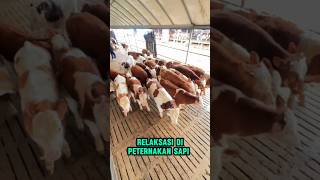 Download lagu relaxation on the cattle farm #cows mp3