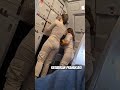 Pramugari Cantik Super Air Jet Shorts Pramugari Pesawat Superairjet Penerbangan Viral Trending