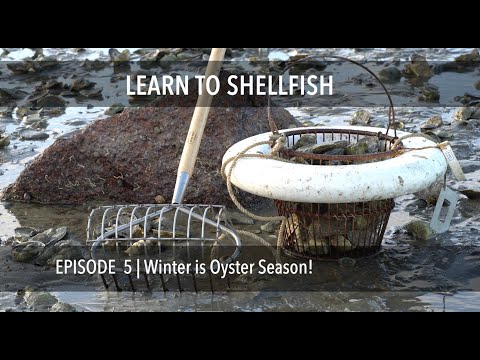 Learn to Shellfish  Harvesting Oysters