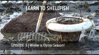 Learn to Shellfish  Harvesting Oysters