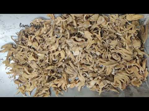 Salam Panja Root