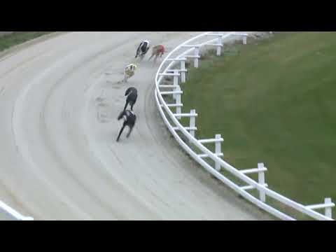 2022.11.26. 16. futam - WGO Nagydíj