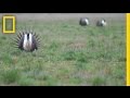 Odd Birds Take A Road Trip To Survive National Geographic