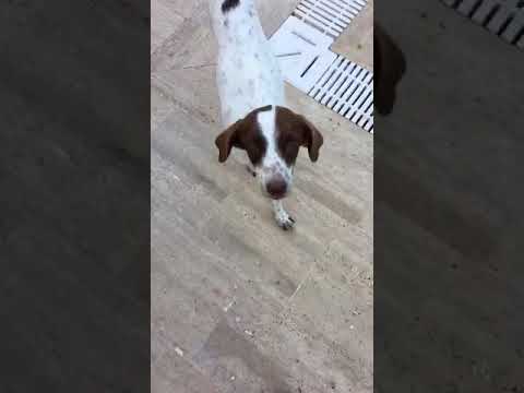 Tfa neuer Rüde Talat