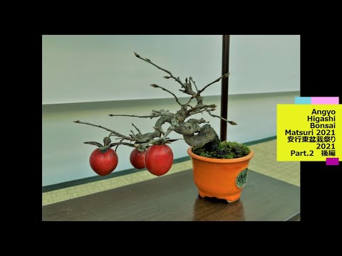 21st ed. Angyo Higashi Bonsai Matsuri 2021・第21回安行東盆栽祭り2021 Part 2 / 後編