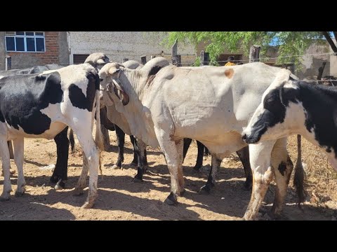 FEIRA DO GADO DE NEGRAS DISTRITO DE ITAIBA PERNAMBUCO 18/11/2025