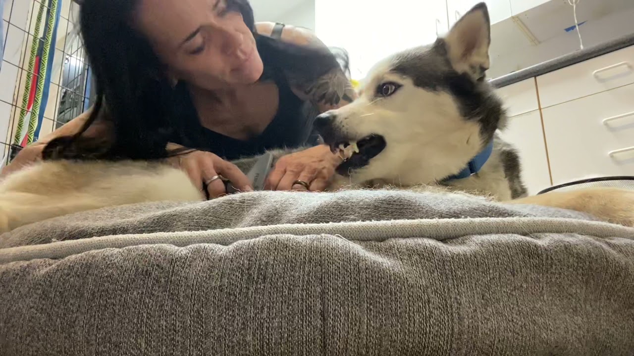 Enlarge Oakley, a Adoptable Husky in Eufaula, OK video 6/6