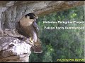 Peregrine Falcon Facts In Victoria