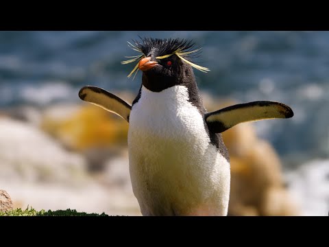 Why Penguins Can't Fly & More Amazing Penguin Facts | Discover Wildlife | Robert E Fuller