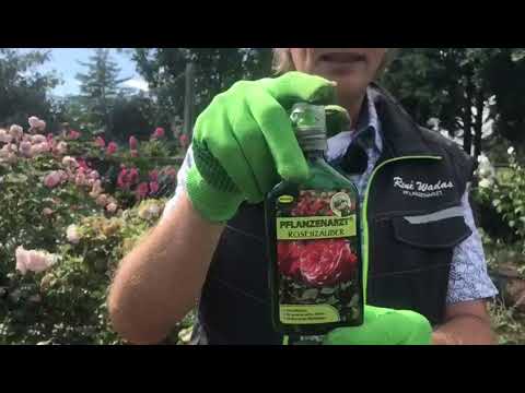 Mehltau und Rosenrost an Rosen🌹